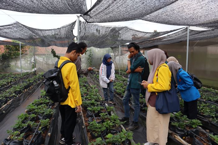 Bisnis Pertanian Modern di Wilayah Pedesaan